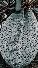 Close-up of wet leaves during rainy season