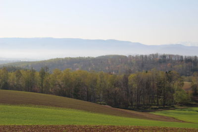 Scenic view of trees on field against sky