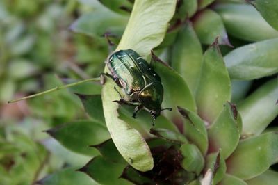 Close-up of insect on leaf