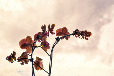 Low angle view of flowering plant against sky