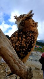 Low angle view of owl perching on a rock