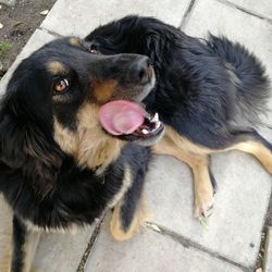 High angle view of black dog