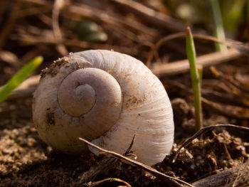 Close-up of mushroom growing on field