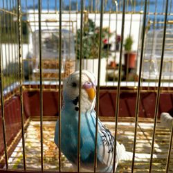 Close-up of parrot in cage