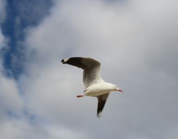 Low angle view of seagulls flying against sky