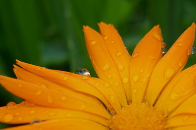 Close-up of wet yellow flower