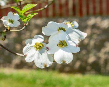 Close-up of cherry blossoms