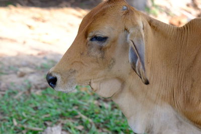 Close-up of dog looking away