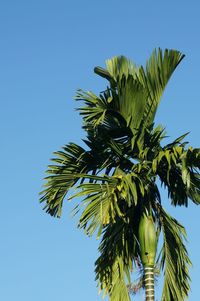 Low angle view of coconut palm tree against clear blue sky