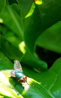 Close-up of housefly on leaf