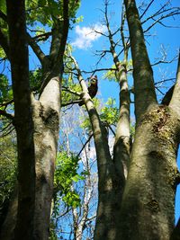Low angle view of a tree