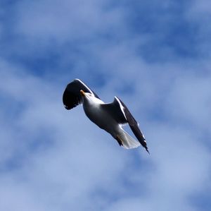 Low angle view of seagull flying