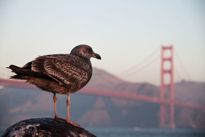 Bird perching on railing