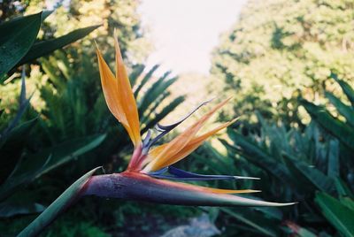 Close-up of flowering plant