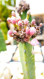 Close-up of pink flowering plant