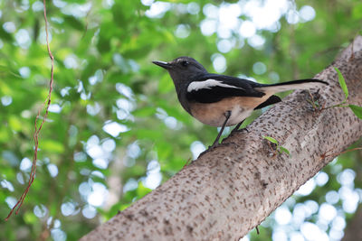 Close-up of bird perching on tree