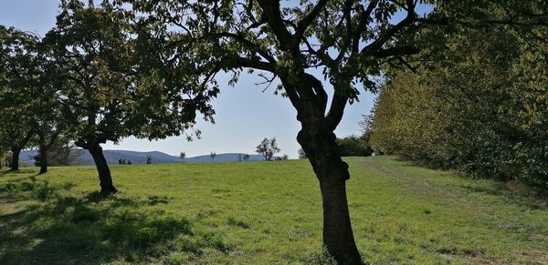 Trees on field against sky