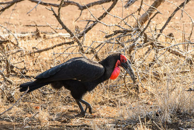 Side view of a bird on field