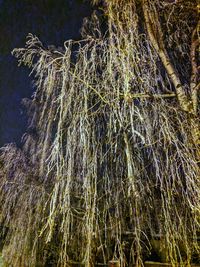 Low angle view of trees against sky during winter