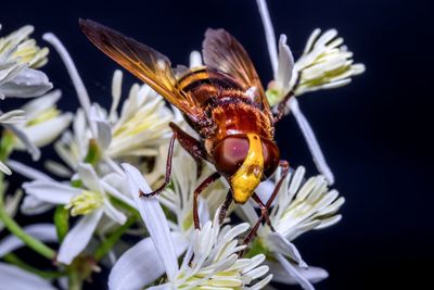 Close-up of butterfly pollinating on flower