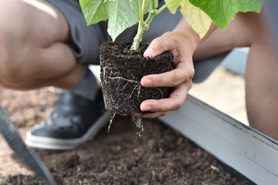 Plant hands earth cucumber tomatoes garden ecology bio