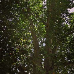 Low angle view of trees in forest