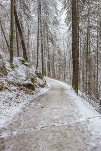 Empty road along trees in winter