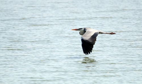 Bird flying over lake