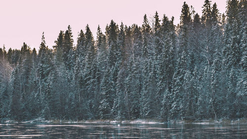 View of pine trees in forest during winter