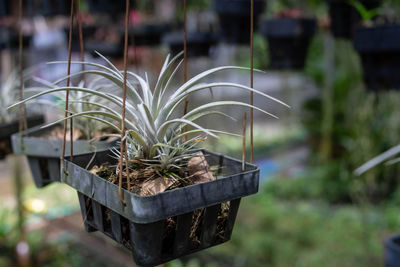 Close-up of potted plant in yard