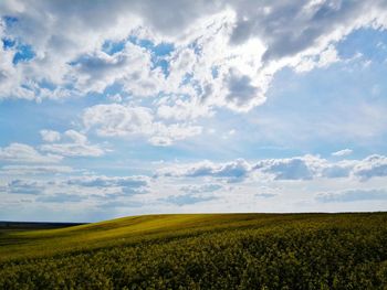 Scenic view of oilseed rape field against sky