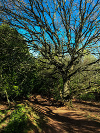 Trees in forest against sky