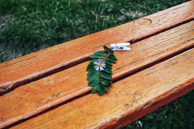 High angle view of insect on wood