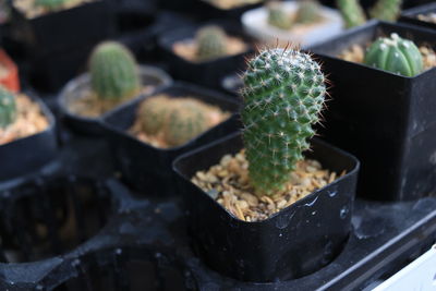 High angle view of potted cactus plant