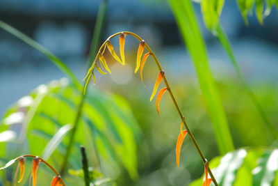 Close-up of yellow flowering plant