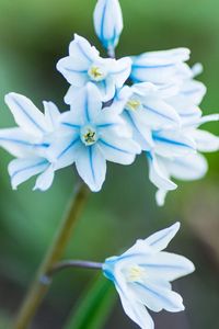 Close-up of white flowers blooming outdoors