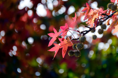 Close-up of red leaves on tree