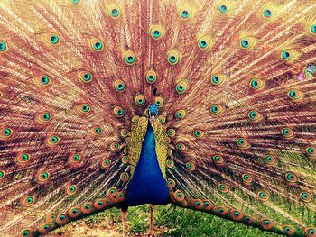 peacock