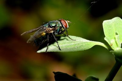 Close-up of insect on plant