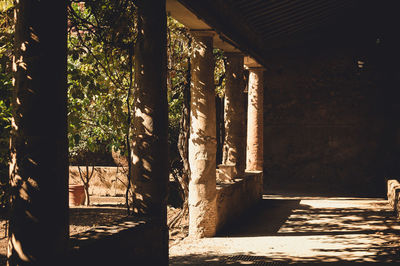 Shadow of trees in sunlight