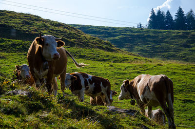 Cows grazing on grassy field