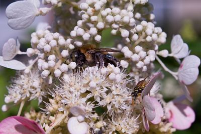 Close-up of bee pollinating on flower