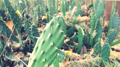 Close-up of succulent plants on field