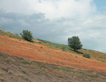 Scenic view of trees on field against sky