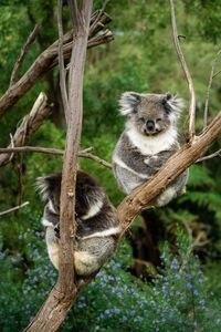 Koalas sitting on tree in forest