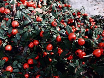 Close-up of berries growing on tree