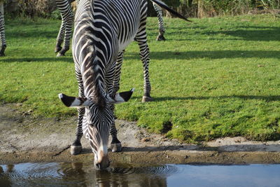 View of a zebra drinking water from a lake