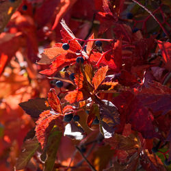 Close-up of red maple leaves on tree