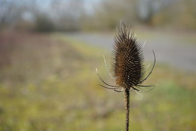 Close-up of wilted plant on field