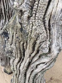 Full frame shot of tree trunk